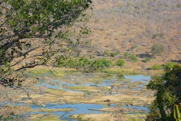 Blick von unserer Terrasse im Olifants auf ein Nilpferd